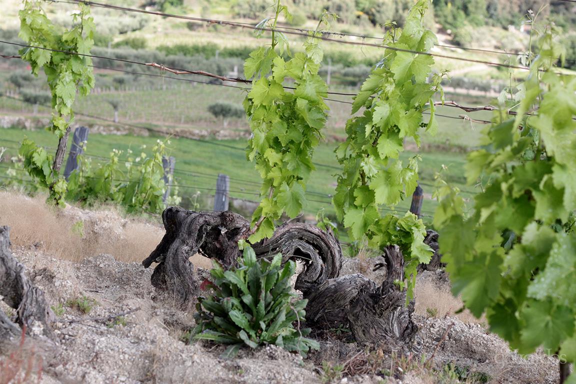 Antonio Madeira DAO Terroir