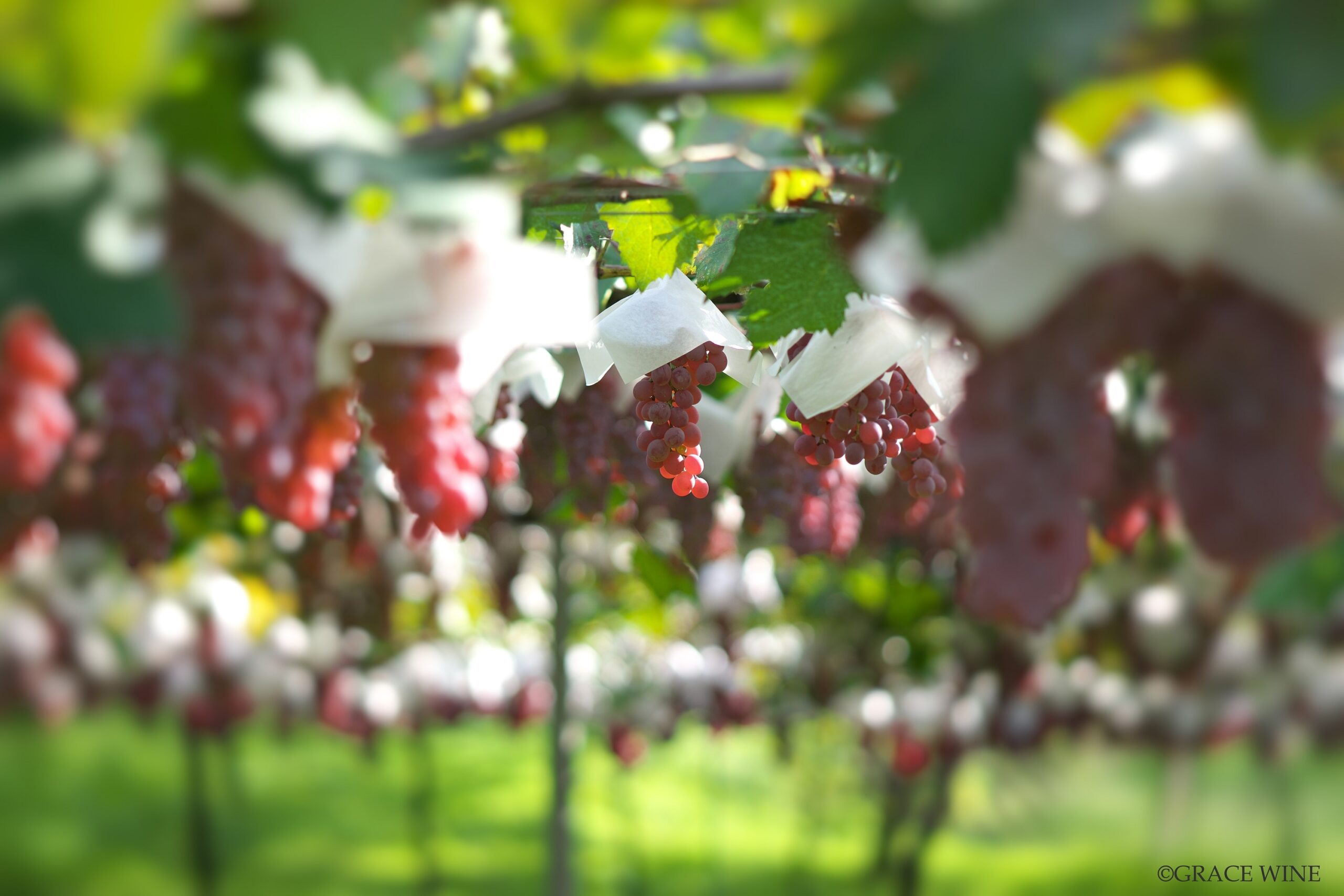 Koshu Grape Bunch @ Misawa Vineyard