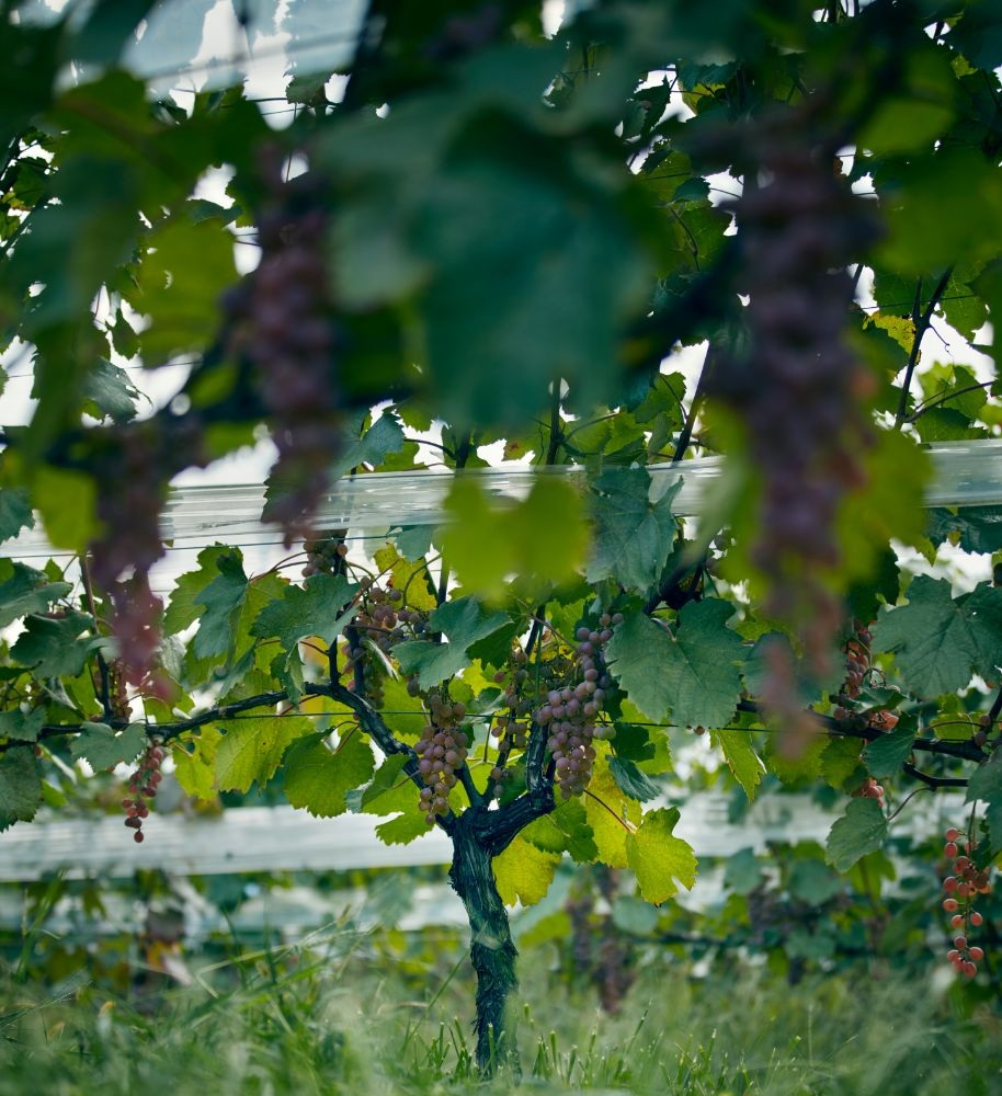 Koshu Grape Bunch @ Misawa Vineyard