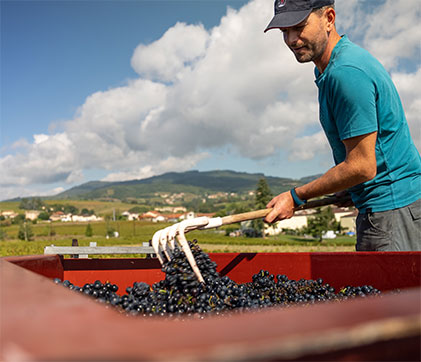Julien Sunier Crushing Grapes